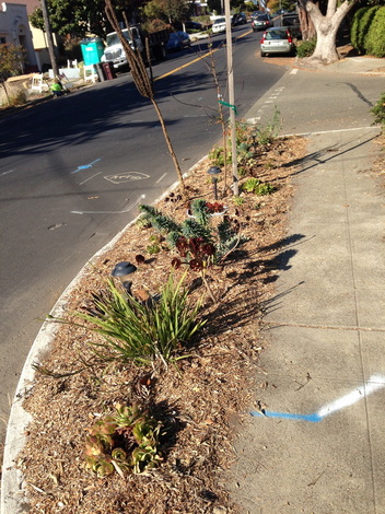 Community garden on the island at the intersection of Peralta and Posen